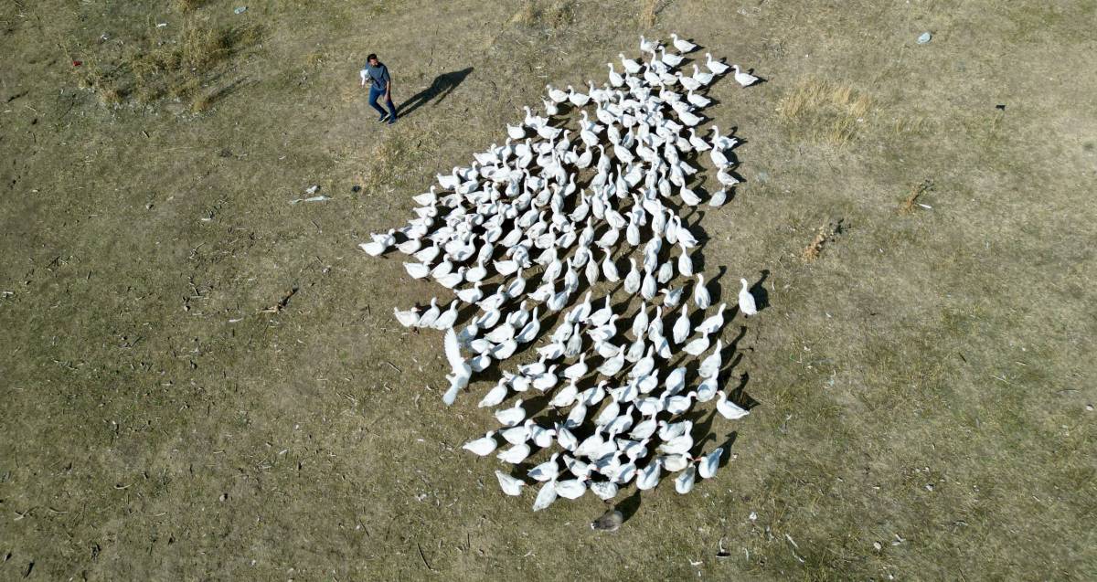 Ağrılı Girişimciden Örnek Başarı: 40 Tavukla Başladı, 2 Bin Hayvana Ulaştı