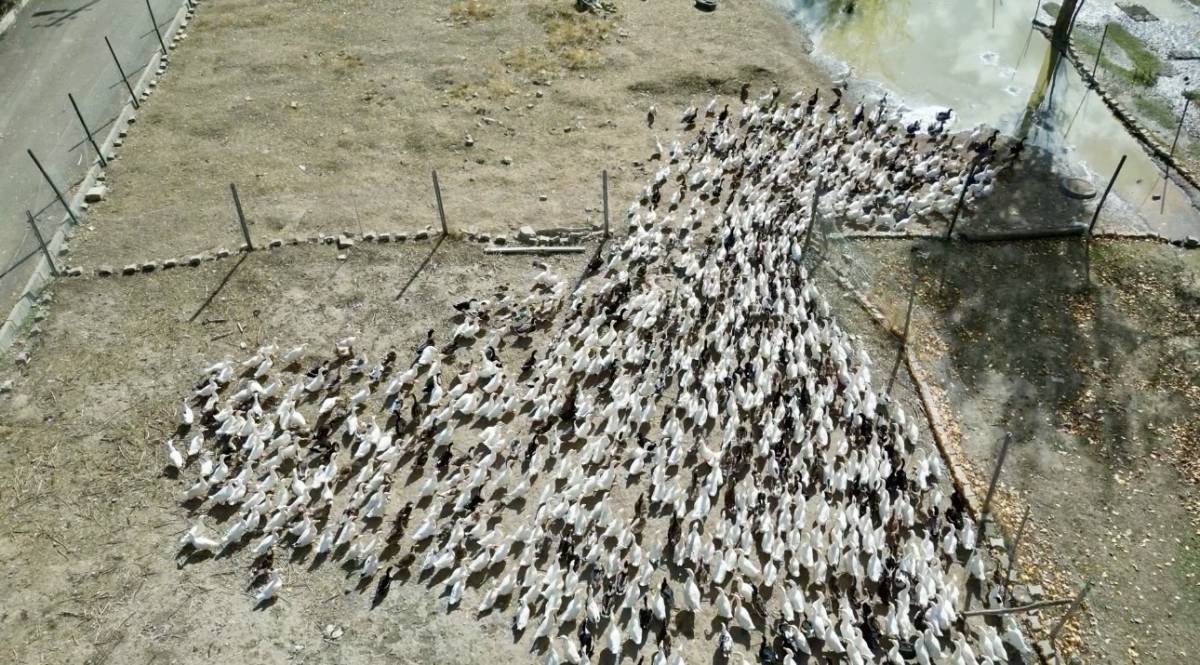Ağrılı Girişimciden Örnek Başarı: 40 Tavukla Başladı, 2 Bin Hayvana Ulaştı
