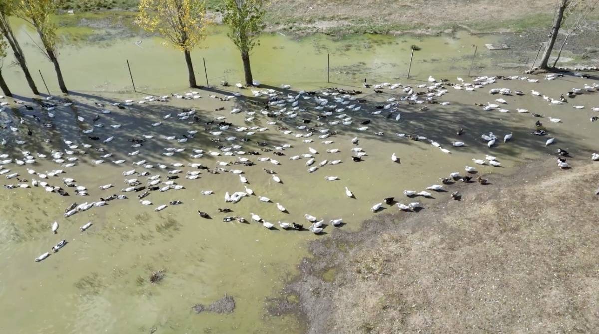 Ağrılı Girişimciden Örnek Başarı: 40 Tavukla Başladı, 2 Bin Hayvana Ulaştı