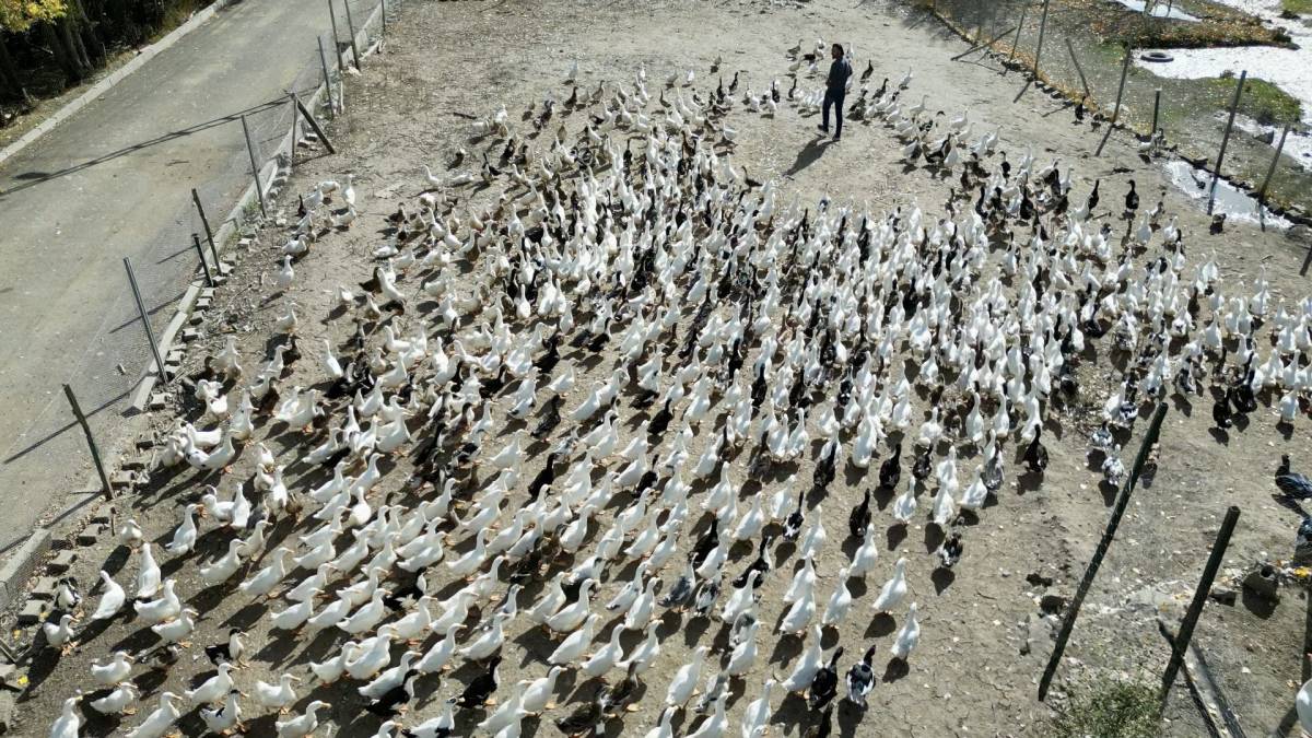 Ağrılı Girişimciden Örnek Başarı: 40 Tavukla Başladı, 2 Bin Hayvana Ulaştı