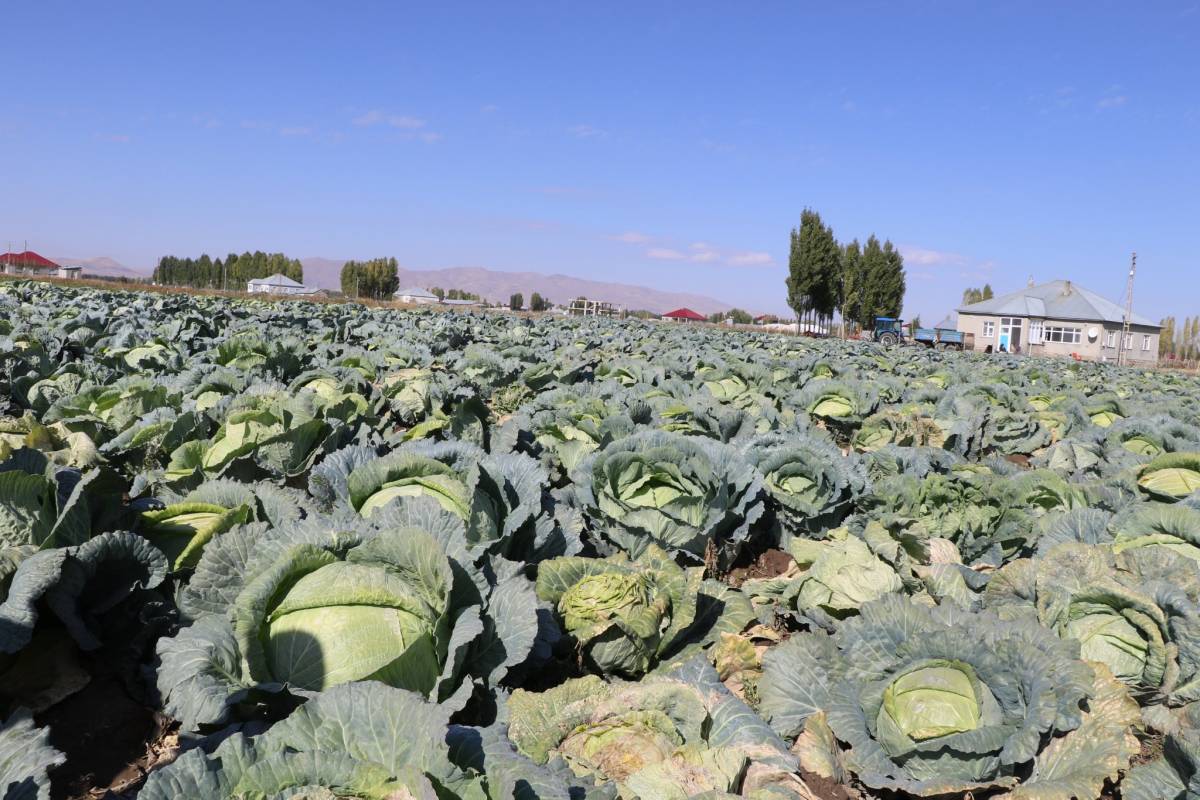 Patnos’ta Lahana Hasadı Gerçekleştirildi