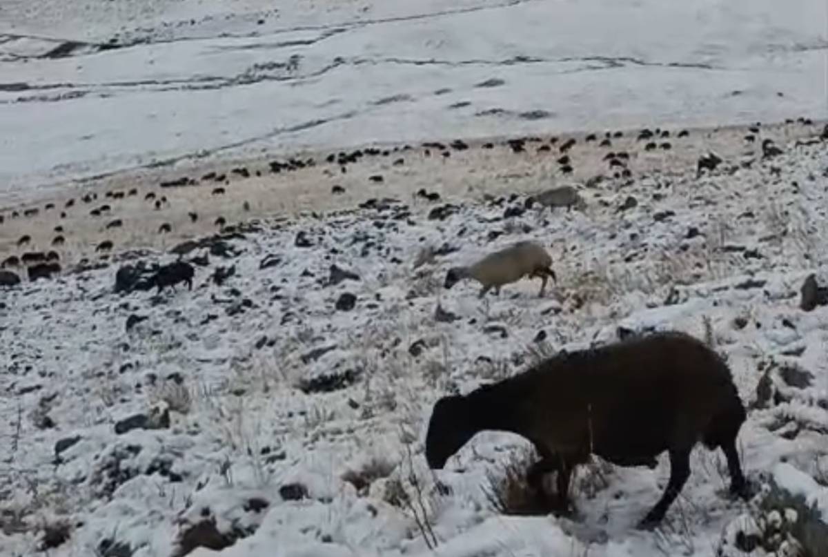 Ağrı’da Havalar Yeniden Soğudu, Yüksek Kesimler Beyaza Büründü