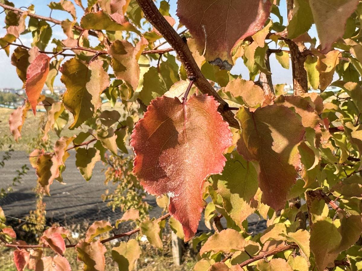 Ağrı’da “Şehir ve Doğa” Sonbaharda Buluştu