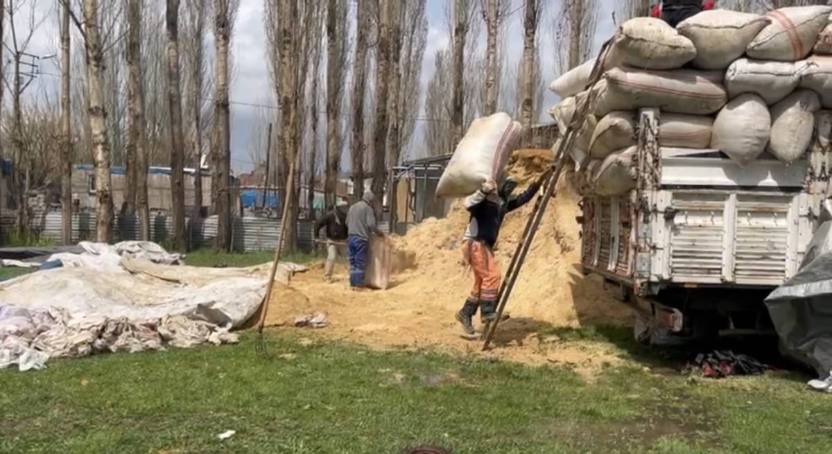 Ağrı’da besiciler kış telaşında