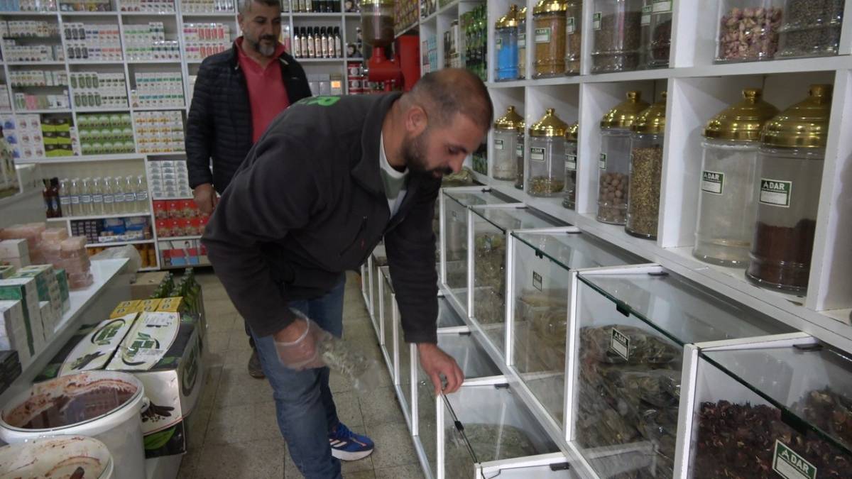 Ağrı’da Soğuk Algınlığına Karşı Doğal Çözüm,“Kış Çayları”