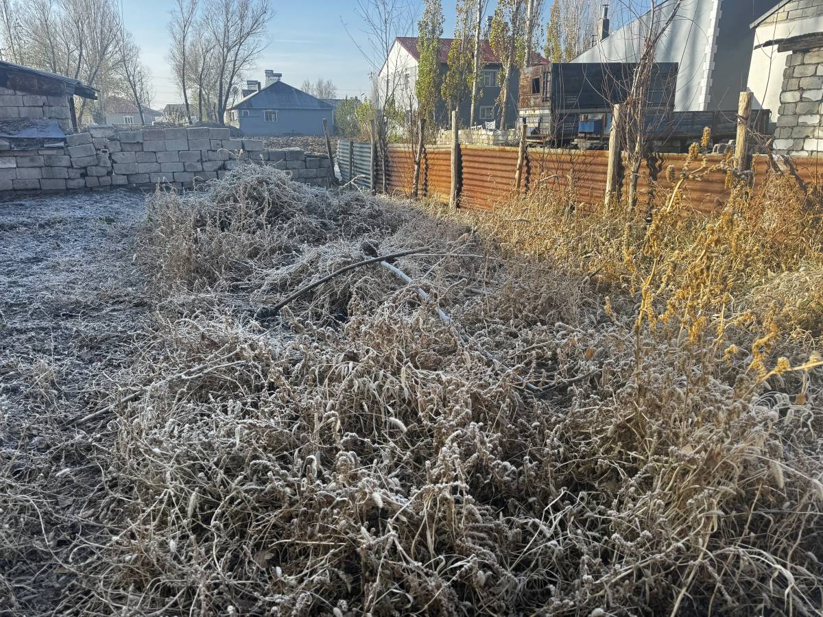 Ağrı’da Bitkiler Kırağı Tuttu