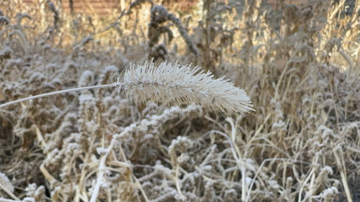 Ağrı’da Bitkiler Kırağı Tuttu