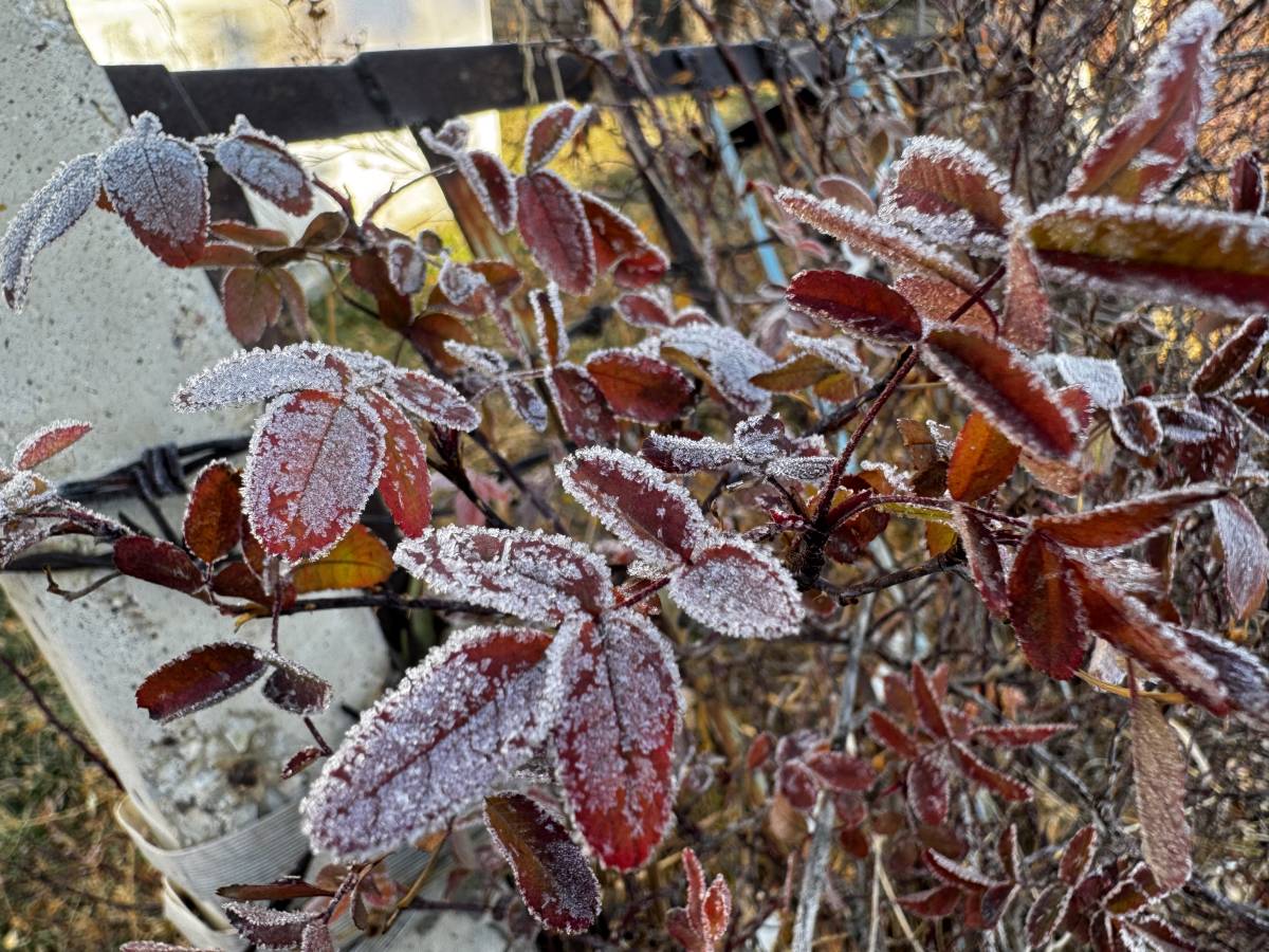Ağrı’da Bitkiler Kırağı Tuttu