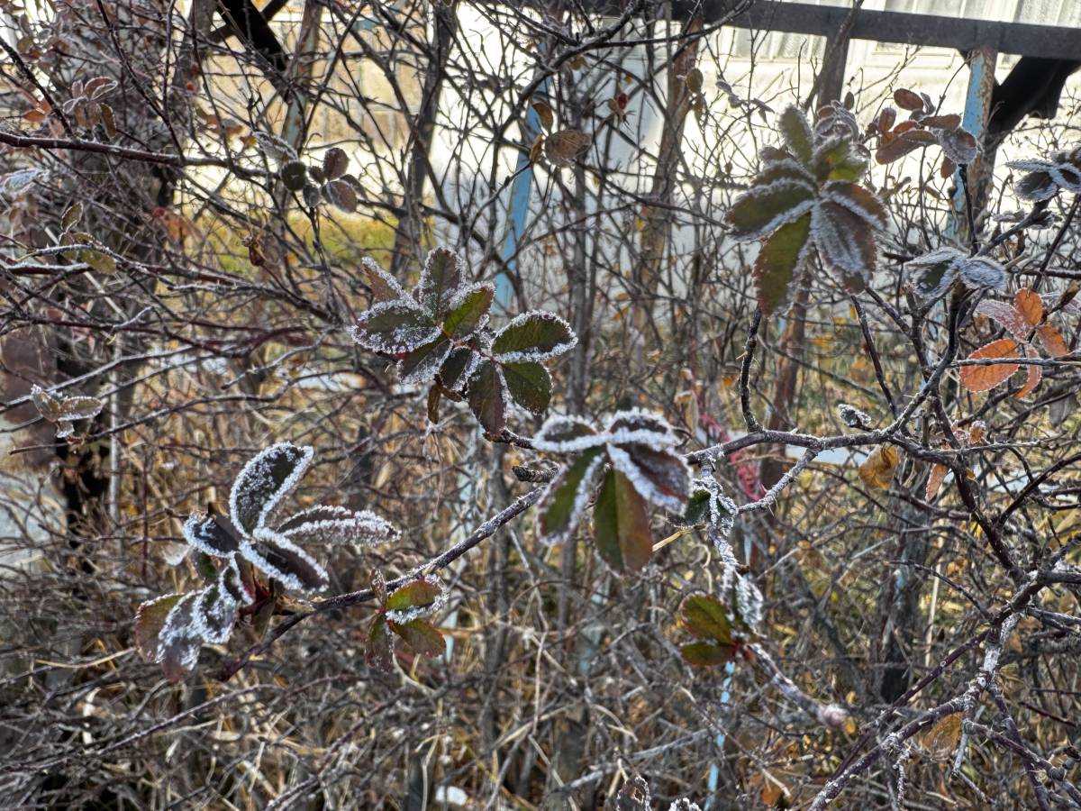 Ağrı’da Bitkiler Kırağı Tuttu