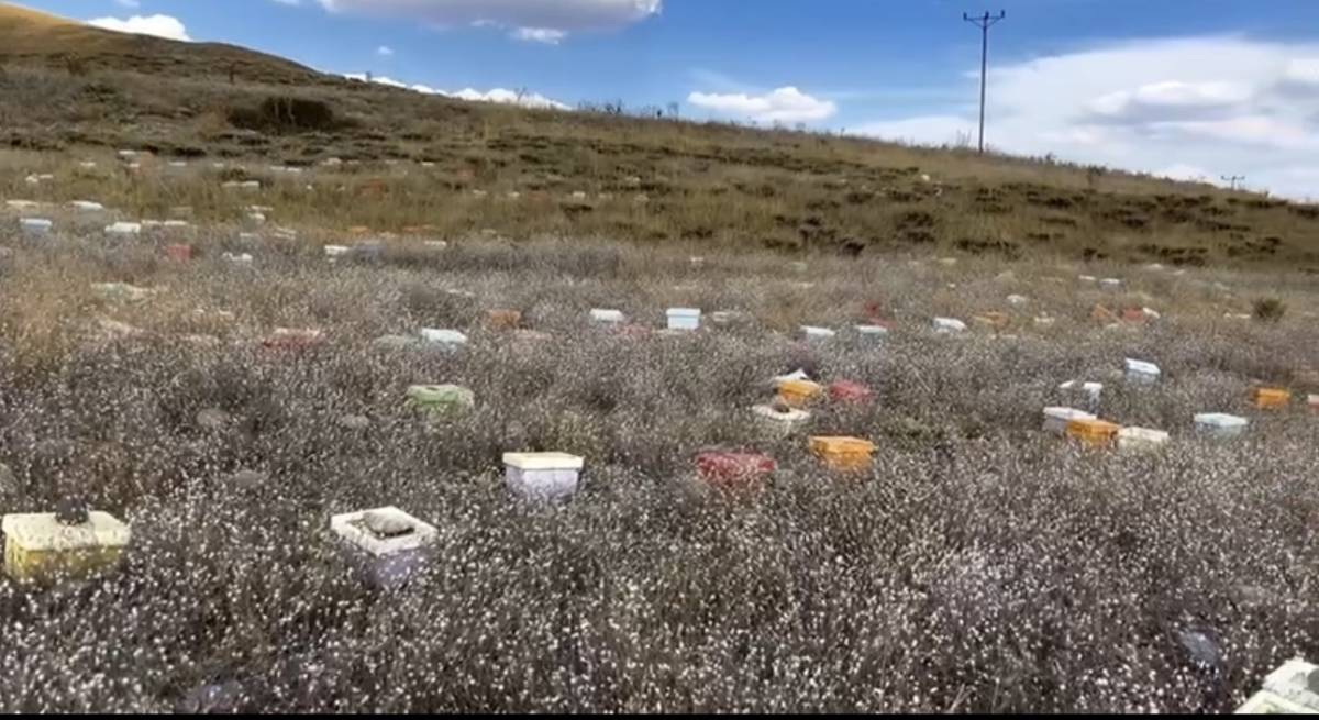 Ağrı’da arılar gitti, kovanları boş kaldı
