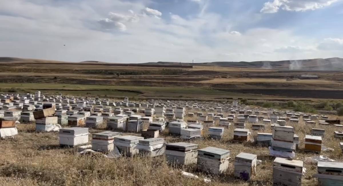 Ağrı’da arılar gitti, kovanları boş kaldı