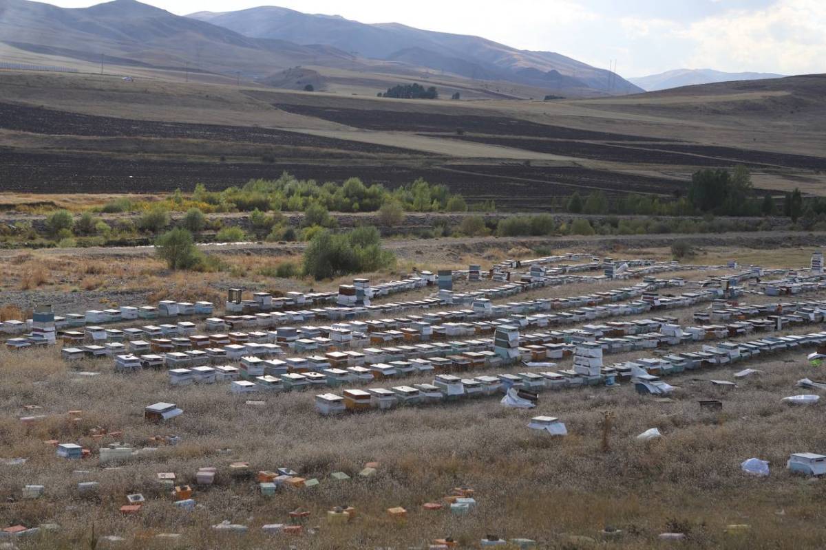 Ağrı’da arılar gitti, kovanları boş kaldı