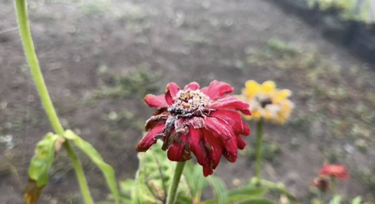 Ağrı’da Kırağı Etkili Oldu