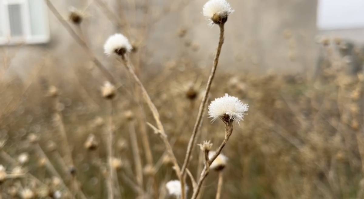 Ağrı’da Kırağı Etkili Oldu