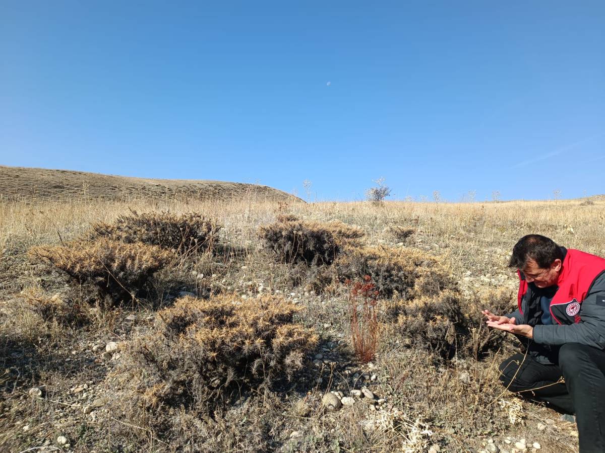 Ağrı’da Kışlamış Süne Surveyi Çalışmaları Başlatıldı