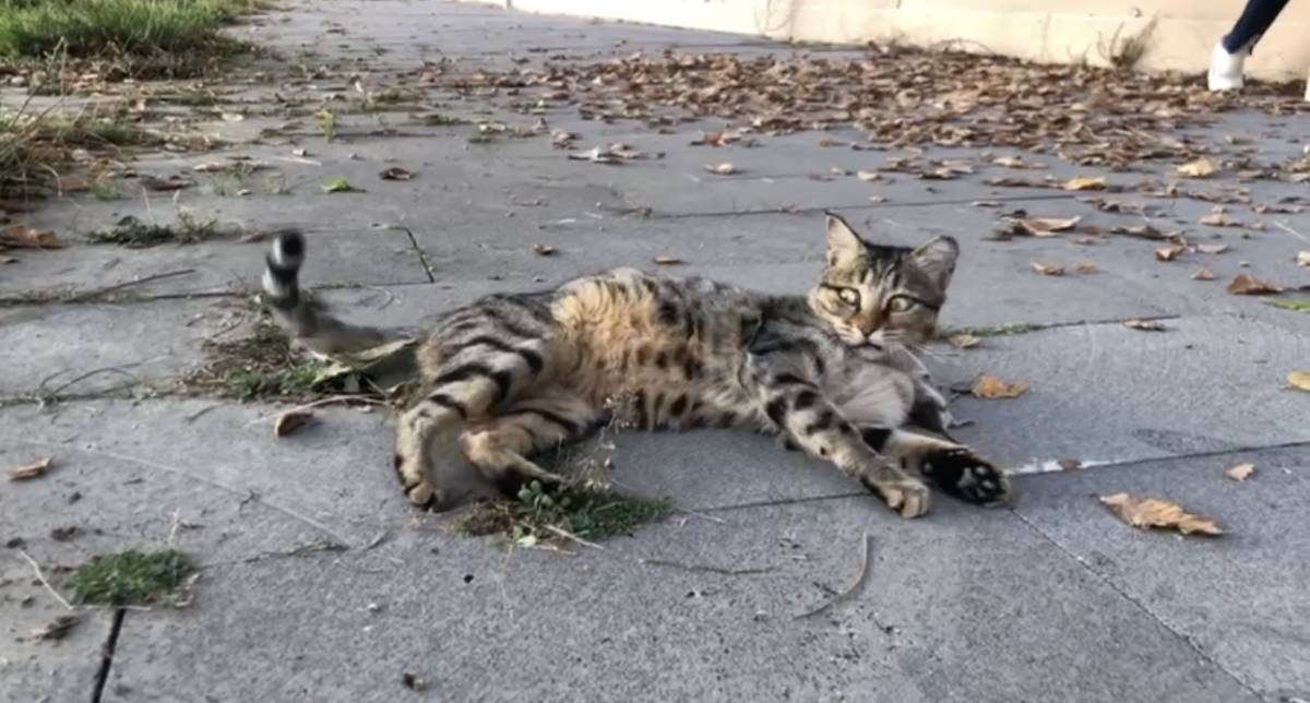 Ağrı’da Kedi Yakaldığı Fareyle Dakikalarca Oynadı