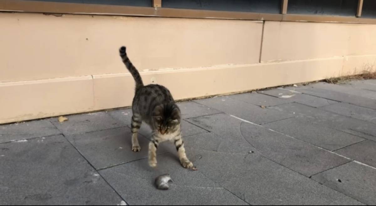 Ağrı’da Kedi Yakaldığı Fareyle Dakikalarca Oynadı
