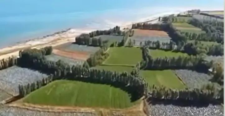 Erciş Kaymakamı Murat Karaloğlu Lahana Hasadına Katıldı