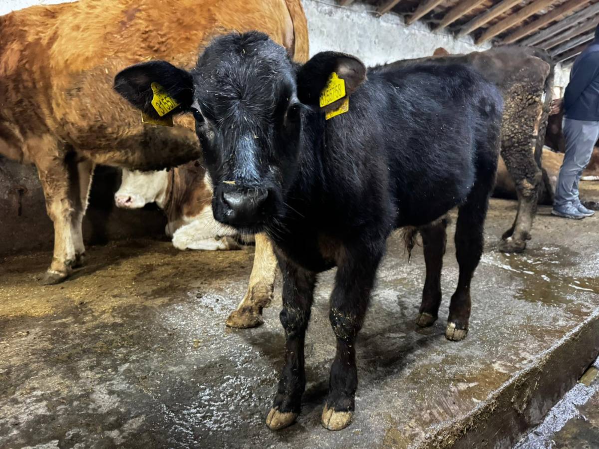 Ağrı’da ilk kez Angus düve desteği verildi