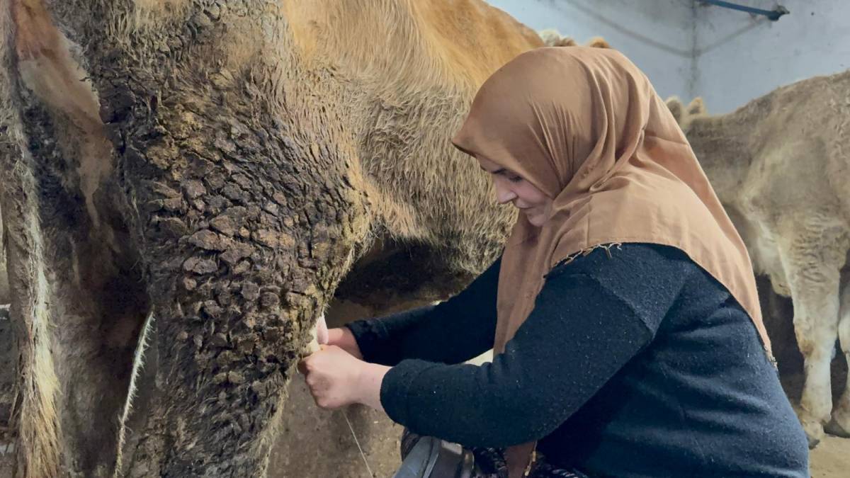Ağrı’da ilk kez Angus düve desteği verildi