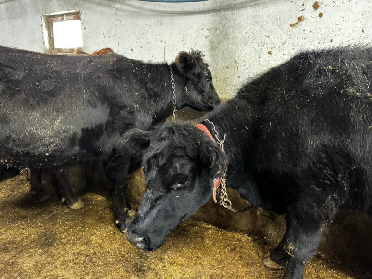 Ağrı’da ilk kez Angus düve desteği verildi