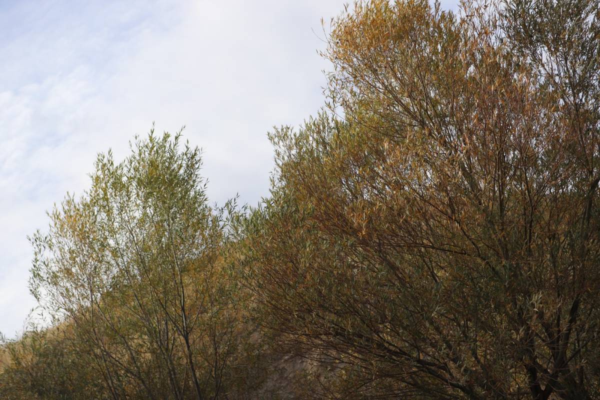 Ağrı’da kırağıyla başlayan gün, güneşle birlikte güzelleşti