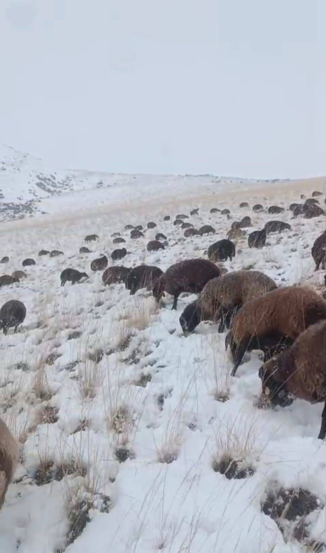 Ağrı’da tipi etkili oldu, köylüler sürüyü kurtarmak için zamanla yarıştı