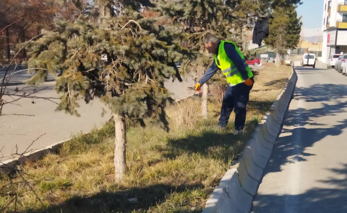 Ağrı’da Kent Genelinde Ağaç ve Çalı Budama Çalışması