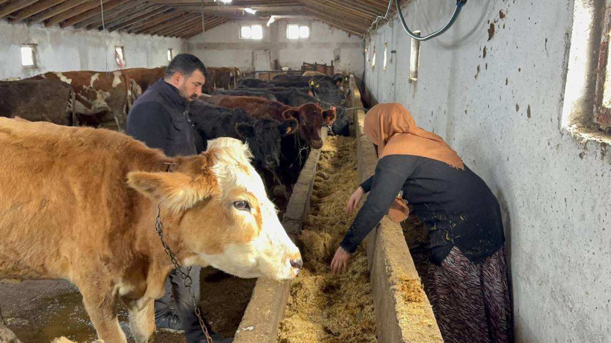 Ağrı’da ilk kez Angus düve desteği verildi