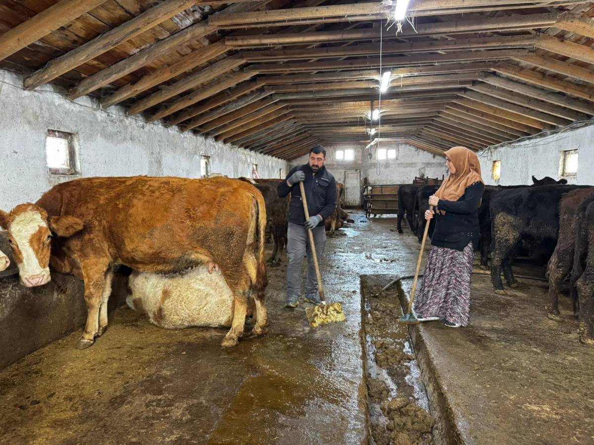 Ağrı’da ilk kez Angus düve desteği verildi