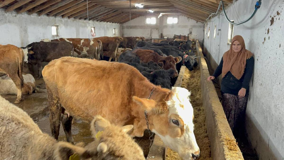 Ağrı’da ilk kez Angus düve desteği verildi