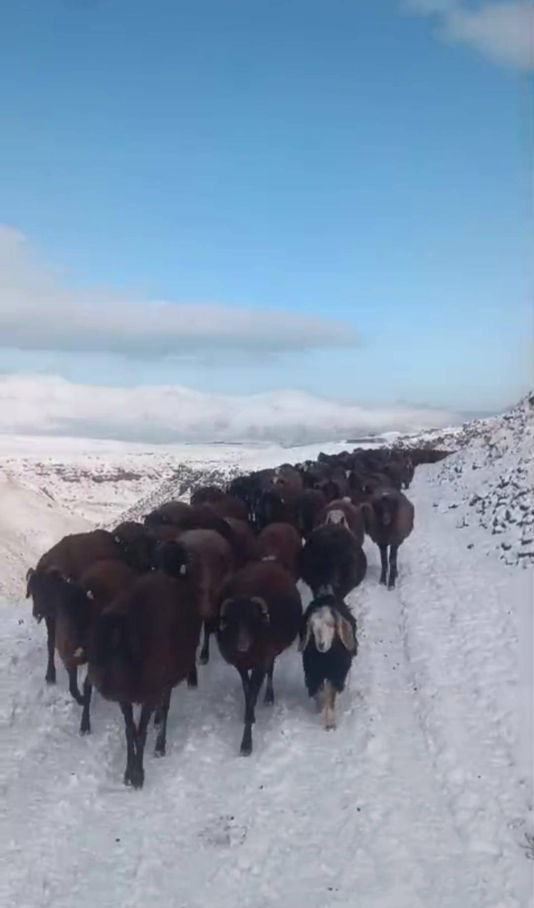 Ağrı’da tipi etkili oldu, köylüler sürüyü kurtarmak için zamanla yarıştı
