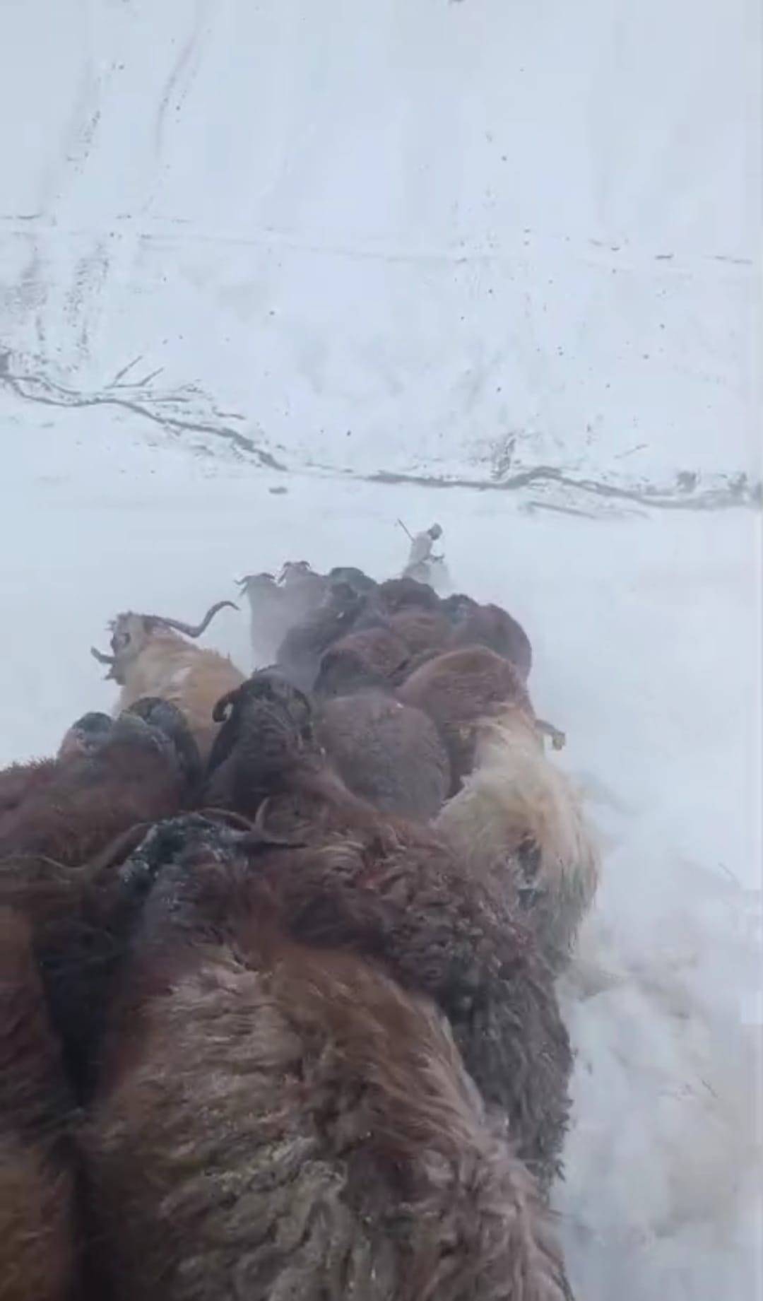 Ağrı’da tipi etkili oldu, köylüler sürüyü kurtarmak için zamanla yarıştı