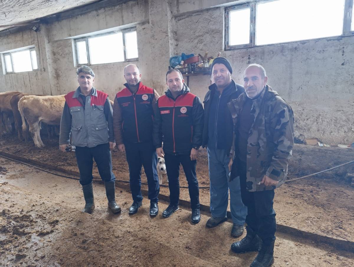 Ağrı’da Büyükbaş Hayvanlara Şap Aşısı Uygulanıyor