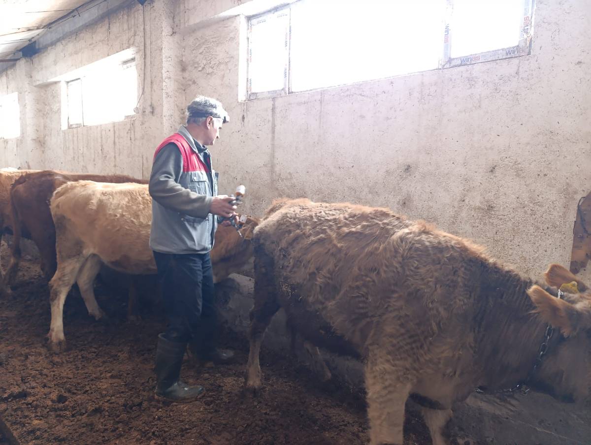 Ağrı’da Büyükbaş Hayvanlara Şap Aşısı Uygulanıyor