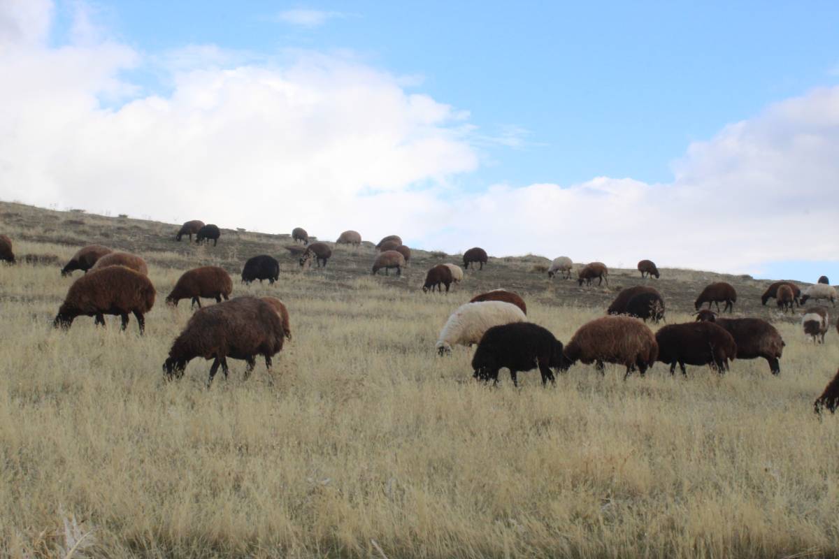 Patnos'ta kar yağışının gecikmesi çiftçinin yüzünü güldürdü