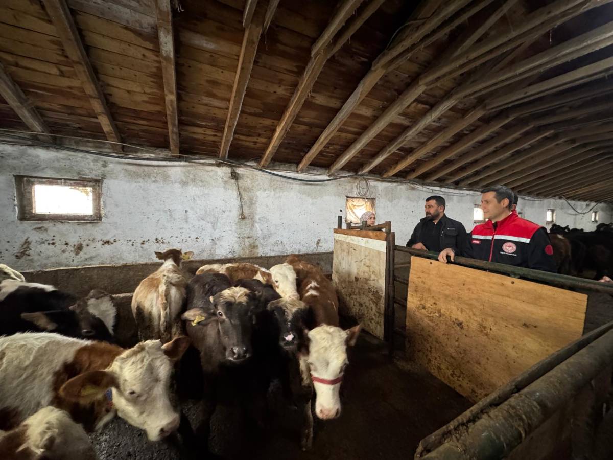 Ağrı’da ilk kez Angus düve desteği verildi