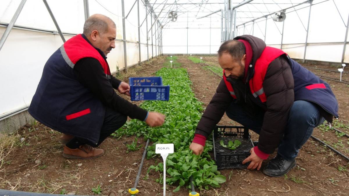 Ağrı’da Seralarda Kışlık Yeşillik Üretimi Test Ediliyor