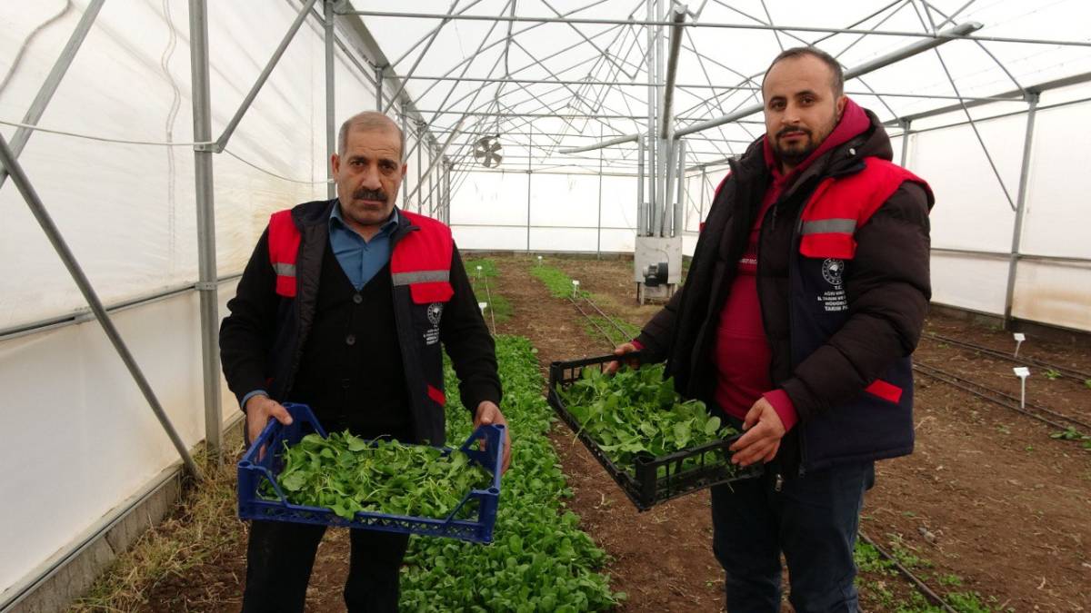 Ağrı’da Seralarda Kışlık Yeşillik Üretimi Test Ediliyor