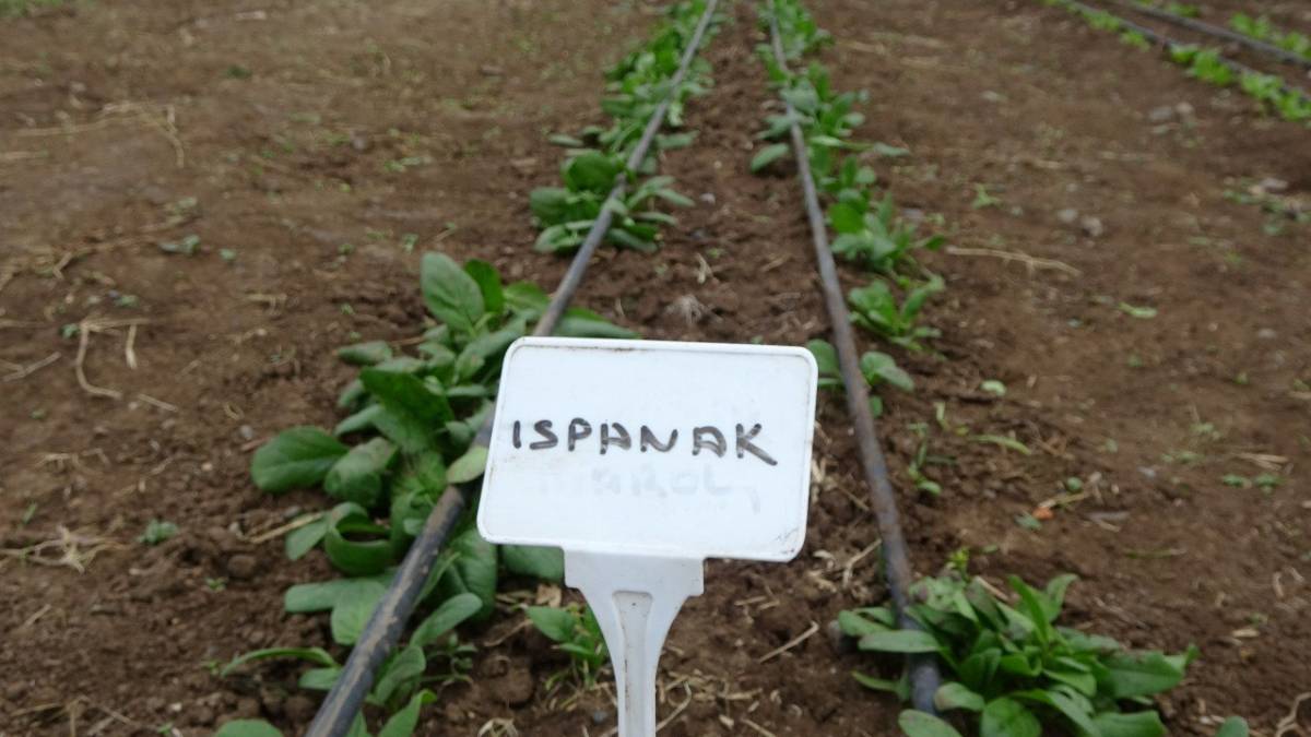 Ağrı’da Seralarda Kışlık Yeşillik Üretimi Test Ediliyor