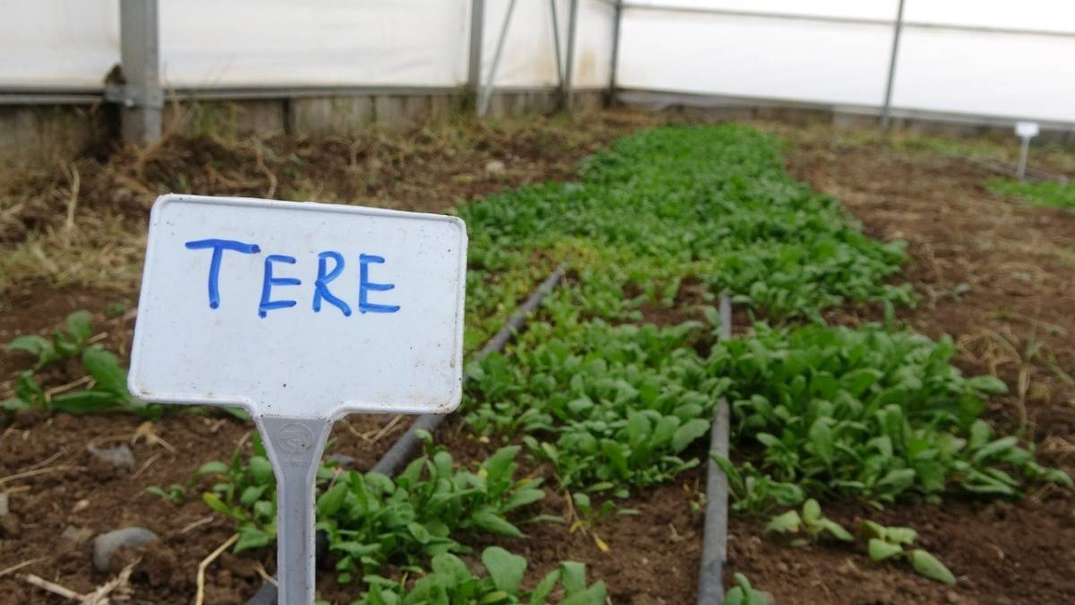 Ağrı’da Seralarda Kışlık Yeşillik Üretimi Test Ediliyor