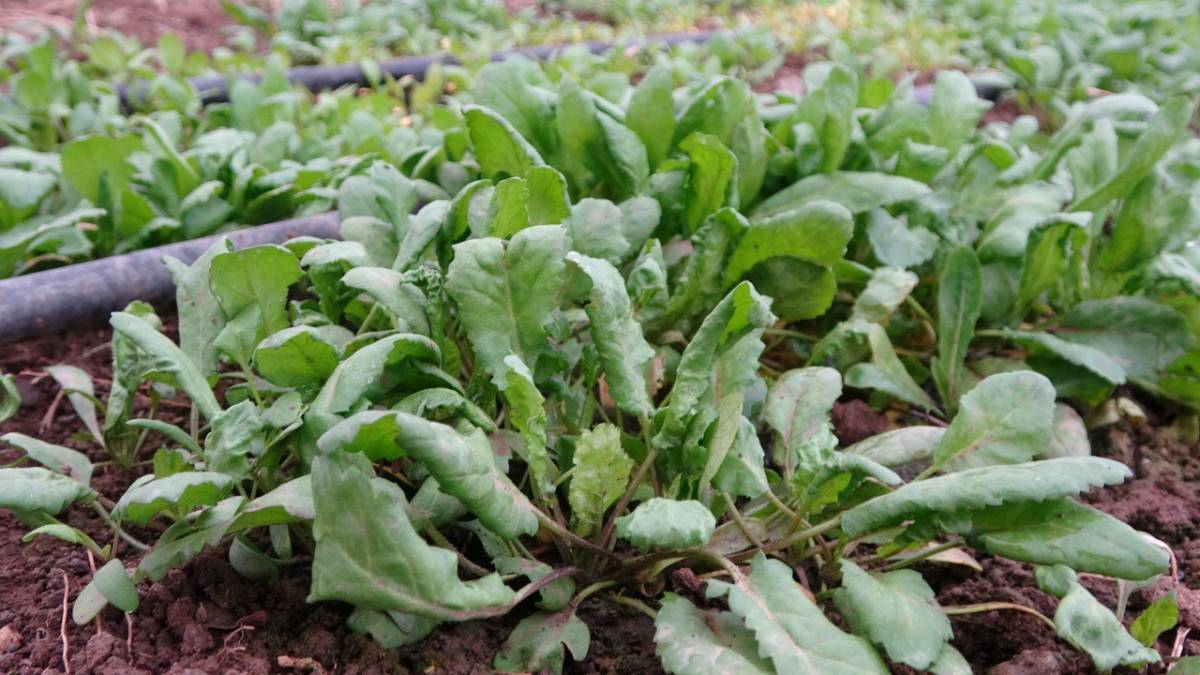 Ağrı’da Seralarda Kışlık Yeşillik Üretimi Test Ediliyor