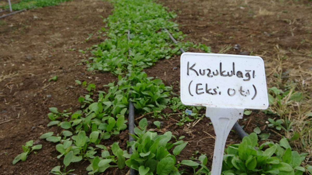 Ağrı’da Seralarda Kışlık Yeşillik Üretimi Test Ediliyor