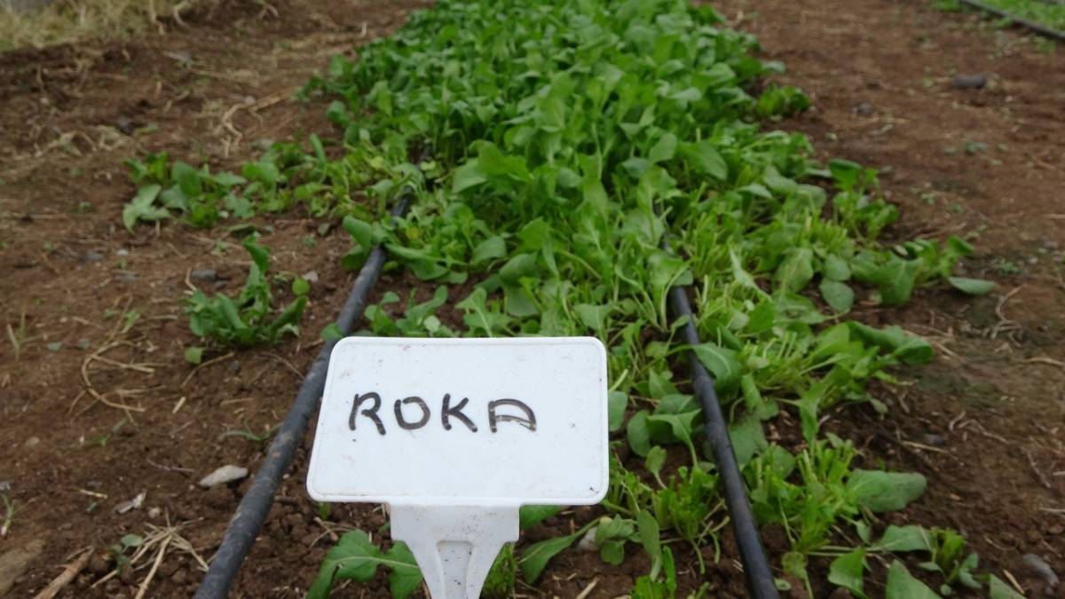 Ağrı’da Seralarda Kışlık Yeşillik Üretimi Test Ediliyor