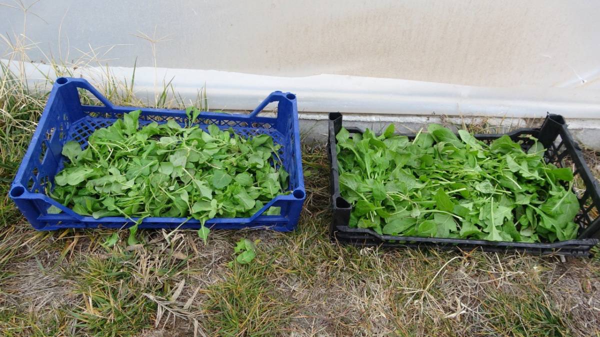 Ağrı’da Seralarda Kışlık Yeşillik Üretimi Test Ediliyor