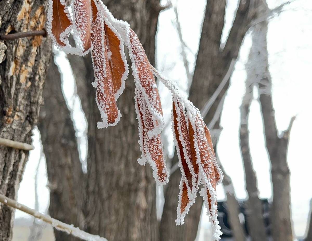 Ağrı’da termometreler eksi 7’yi gördü
