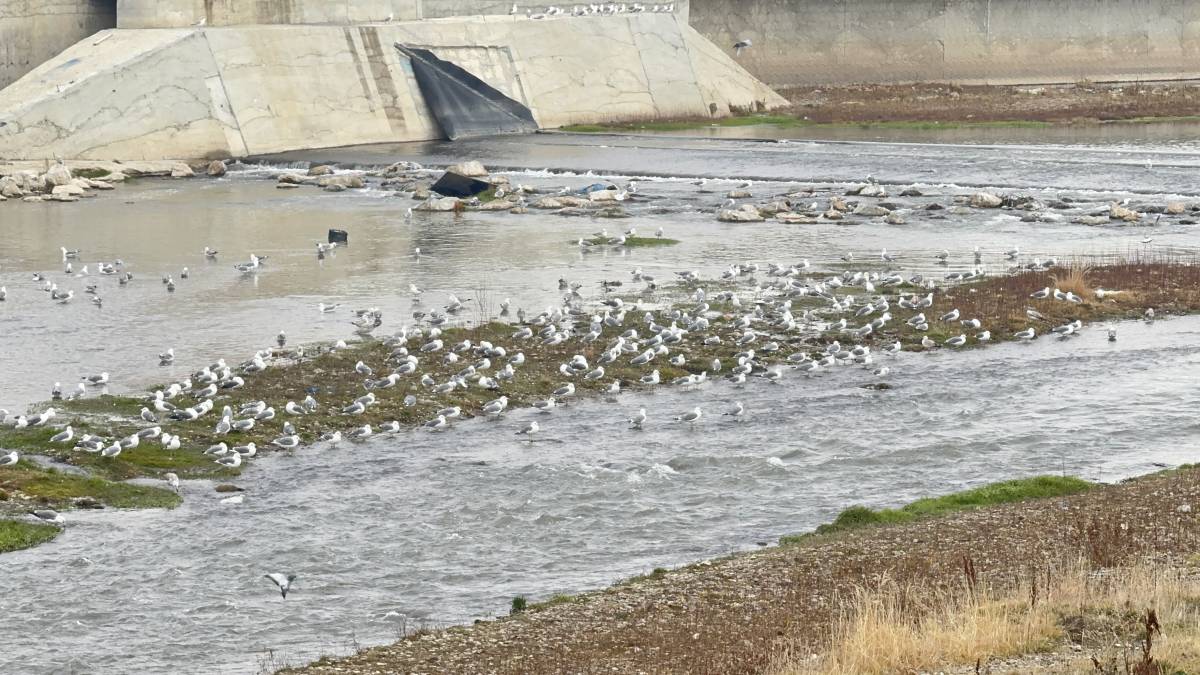 Ağrı Murat Nehri’nde martılardan kartpostallık görüntüler