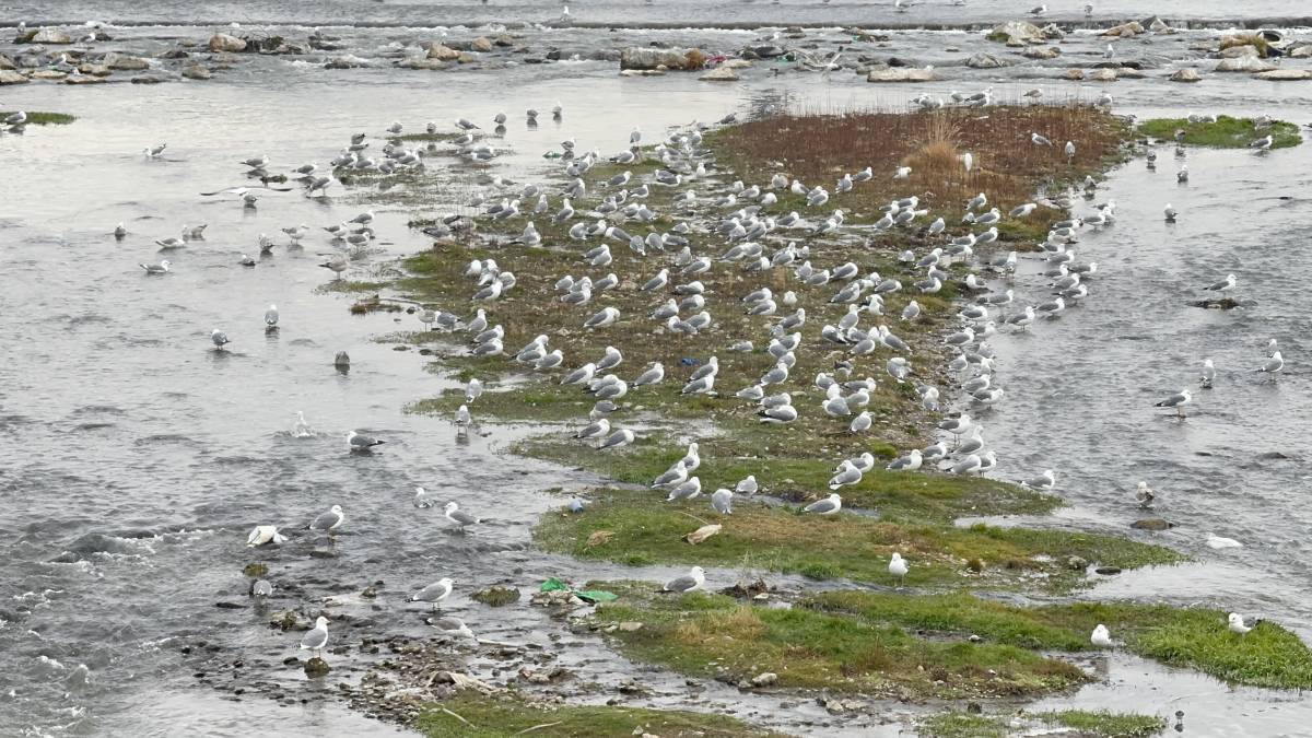 Ağrı Murat Nehri’nde martılardan kartpostallık görüntüler
