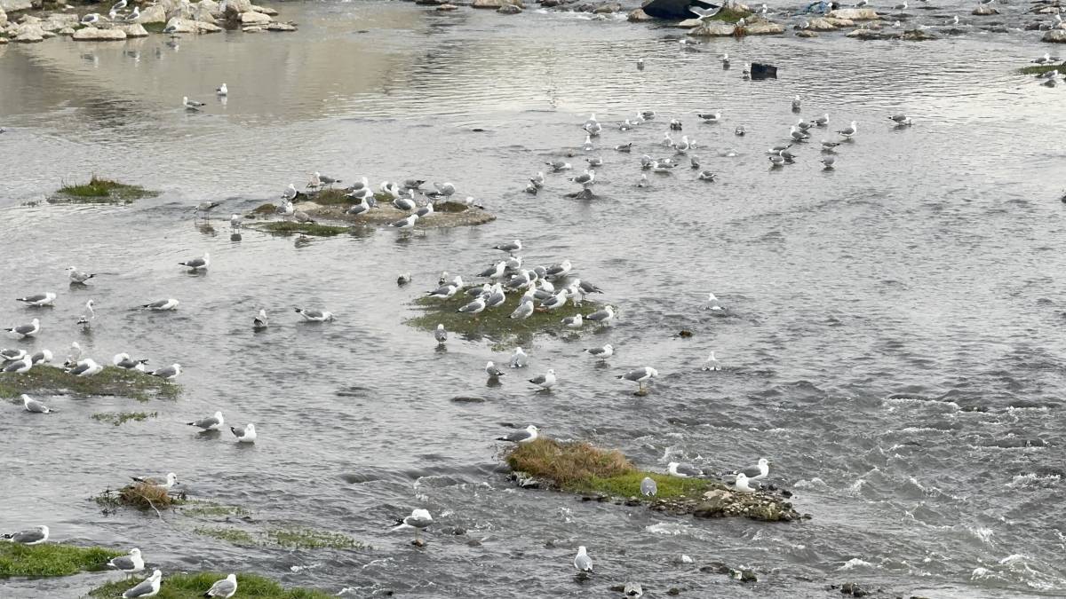 Ağrı Murat Nehri’nde martılardan kartpostallık görüntüler