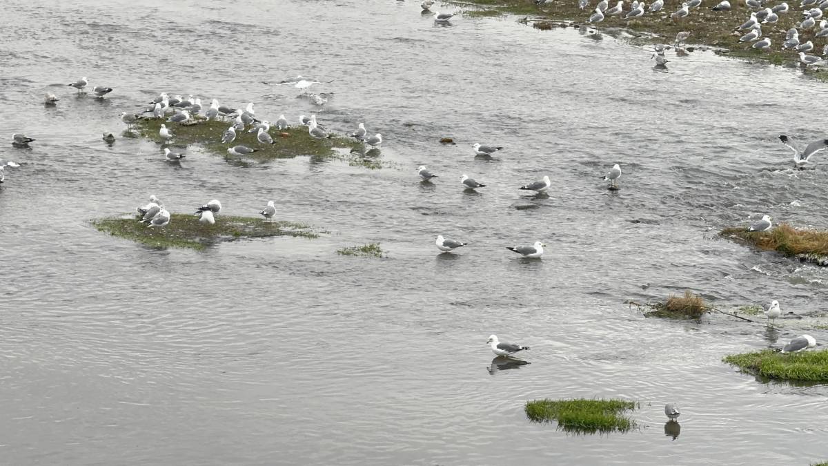 Ağrı Murat Nehri’nde martılardan kartpostallık görüntüler